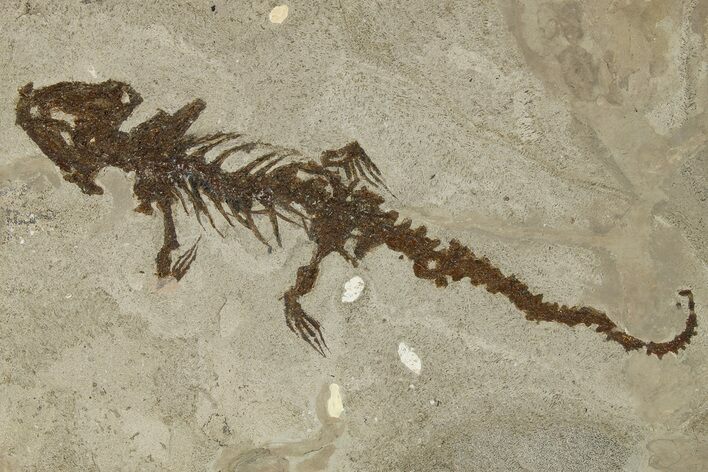 Fossil Salamander (Chelotriton) - Gračanica, Bosnia #264524